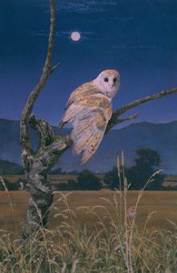 Barn Owl by Simon Cook